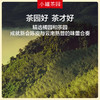 小罐茶园 陈皮普洱茶 彩标单罐装 120g【现货】 商品缩略图1