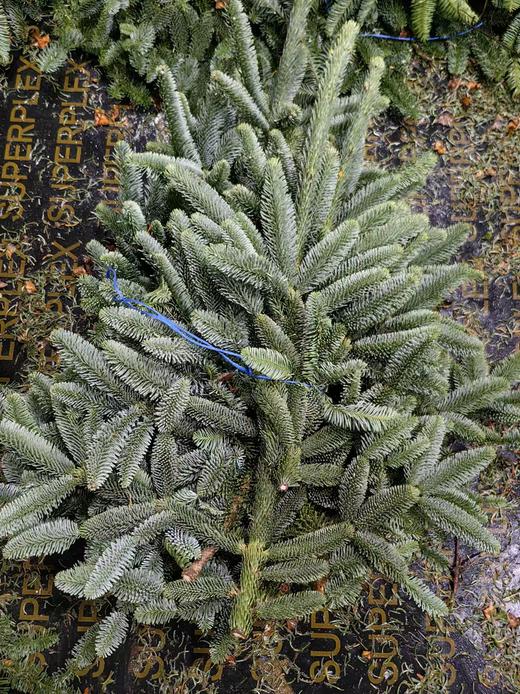 丹麦进口圣诞树诺贝松鲜切枝 商品图9