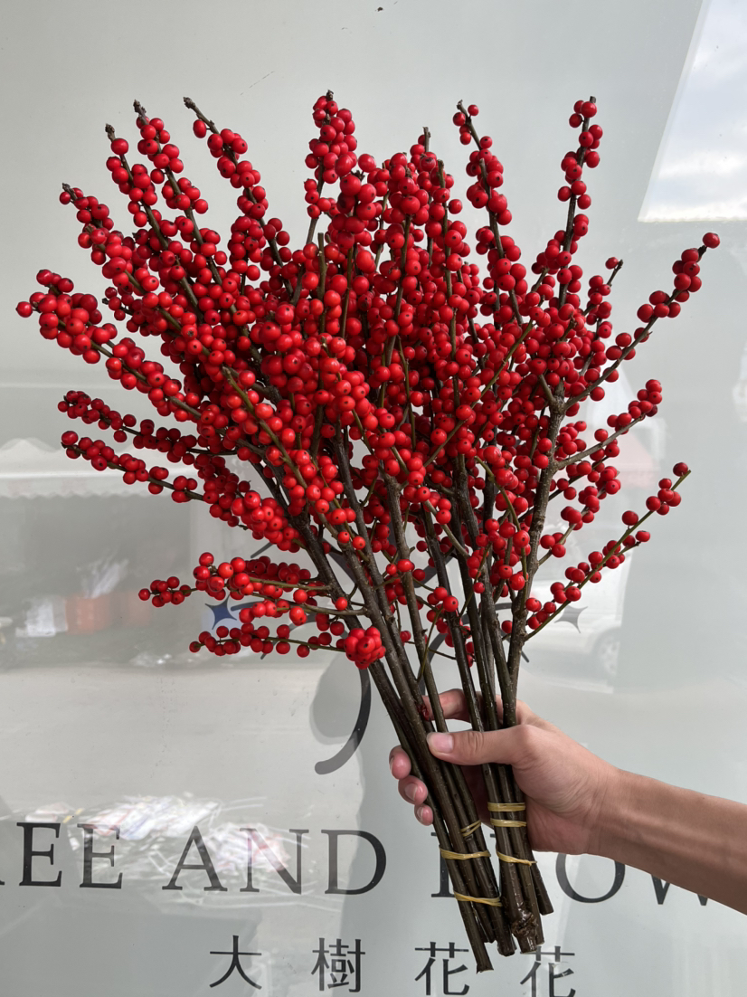 超级冬青-【50cm】A