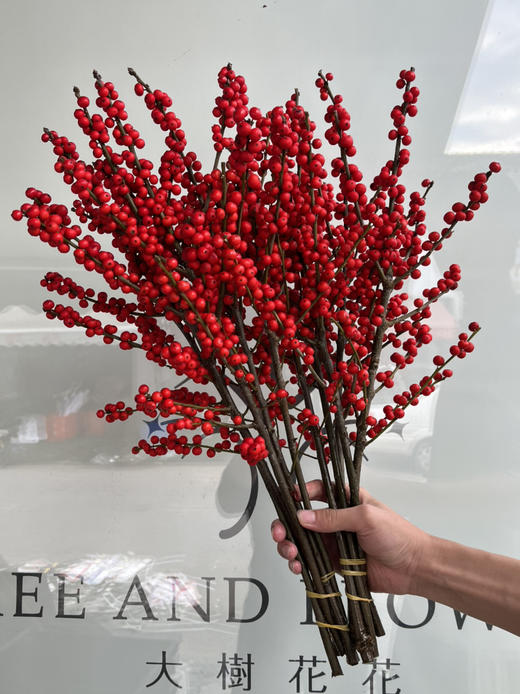 超级冬青-【50cm】A 商品图0