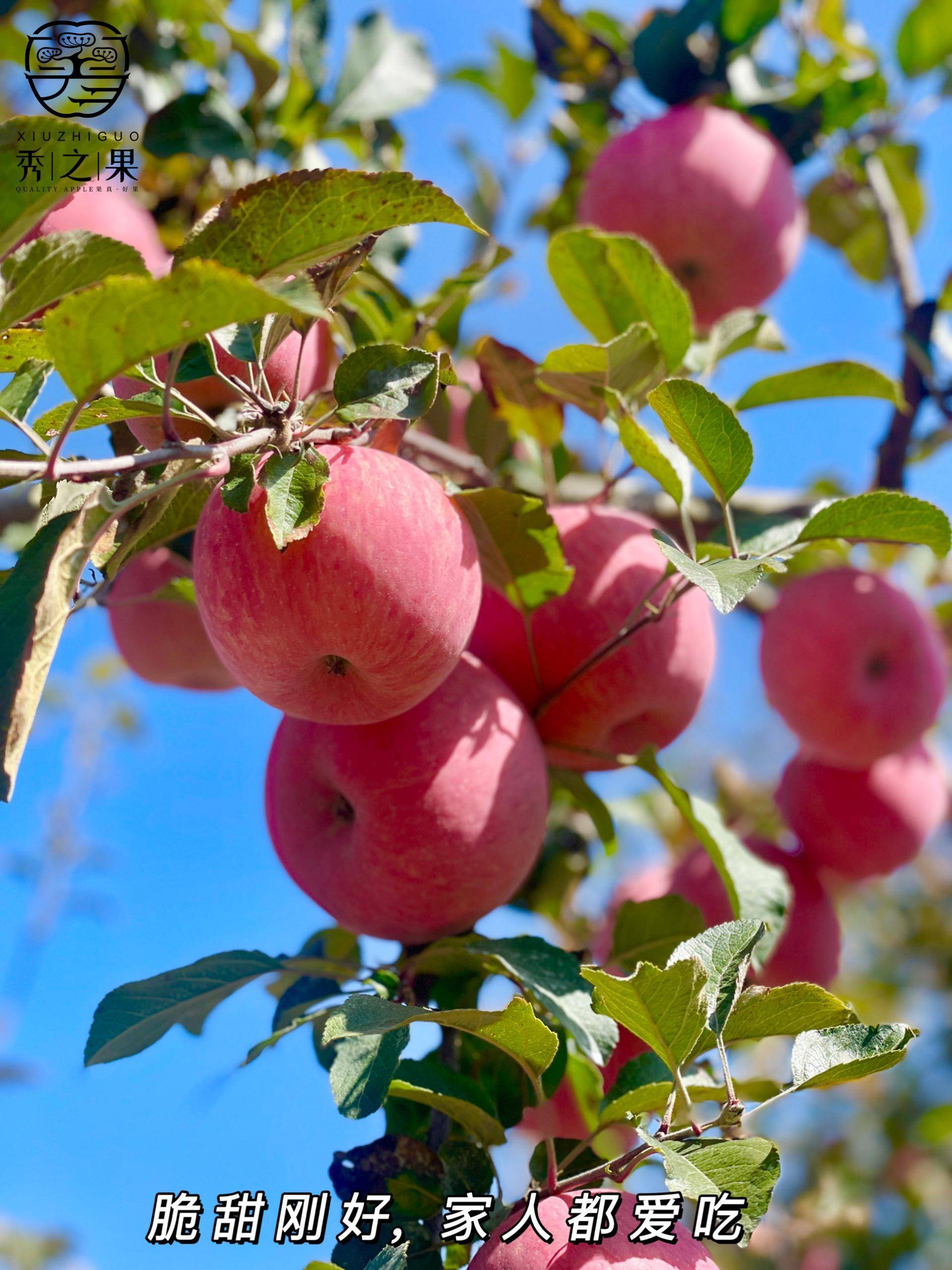 【洛川苹果】果园基地位于黄土高原~ 原生态种植 酸甜爽脆的口感 果味自然香浓 先脆后面CC