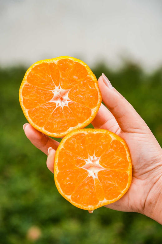 正宗浙江临海涌泉蜜橘桔子新鲜超甜无核礼盒装 无核薄皮黄蜜桔 商品图4