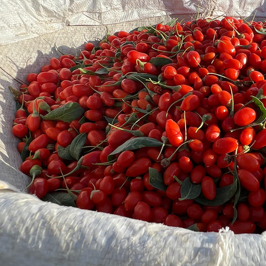【二象限】有机红枸杞 粒大饱满 有机种植 来自柴达木盆地 自然传统晾晒 商品图6
