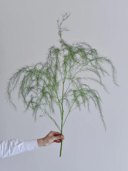 同城甄选国产花材芦荀草鲜切花一扎 商品图3