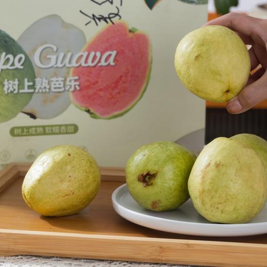 漳州奶油芭乐|天然树上熟，软糯、细滑、绵甜的香气小炸弹 商品图6