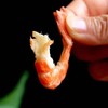紫菜妈妈淡干九节虾干 90g*4罐 无添加 霞浦野生海捕活虾制作 商品缩略图5