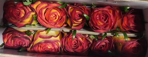 丽江基地 | 老虎 商品图0