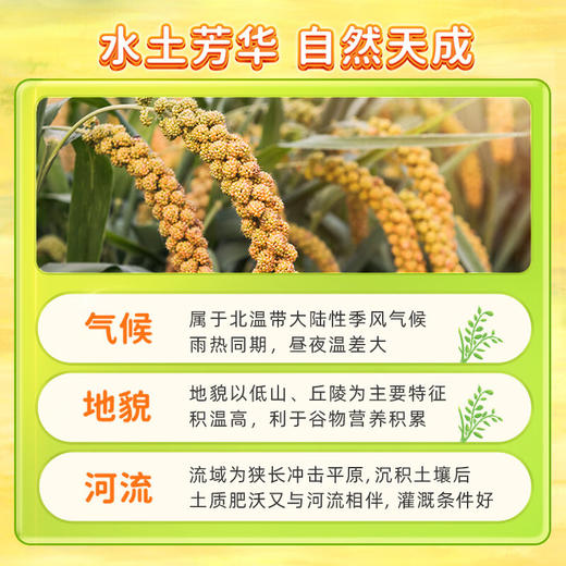 十月稻田黄小米2.5kg 商品图3