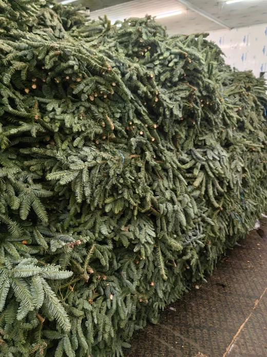 丹麦进口圣诞树诺贝松鲜切枝 商品图8