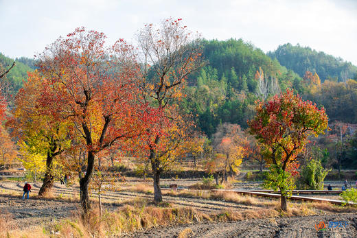 秋语•大别山——罗田圣人堂•河西畈水上红叶•天堂湖 •鬃岭+大悟+随州银杏5-9天摄影团 商品图9