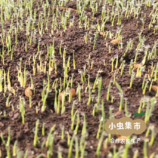 【2025年秋收新米】生态胚芽米 500g/袋*2 | 合作农友生产，产自黑龙江牡丹江，生产者是：韩丽、李明攀 *【公平贸易农人定价】 商品图9