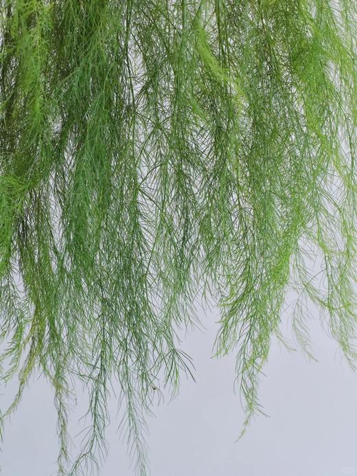 同城甄选国产花材芦荀草鲜切花一扎 商品图4