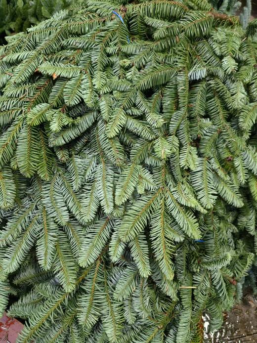 丹麦进口圣诞树诺贝松鲜切枝 商品图11