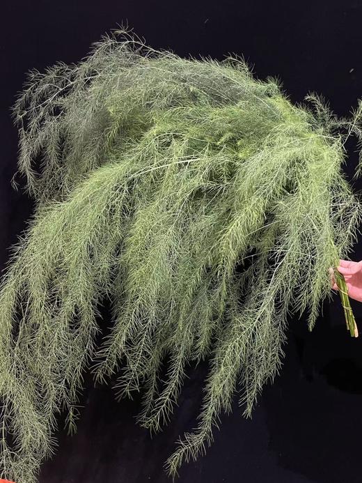 同城甄选国产花材芦荀草鲜切花一扎 商品图6