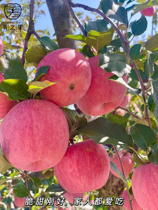 【洛川苹果】果园基地位于黄土高原~ 原生态种植 酸甜爽脆的口感 果味自然香浓 先脆后面CC 商品图2