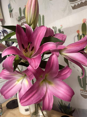 眉粉百合，超级大花苞，A级品质，4-5头/支一组两支