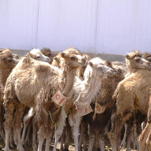 【优驼有机驼奶】纯驼奶 低温喷粉低温无菌专利技术 双有机认证 来自新疆阿克苏柯坪县双驼峰骆驼 100%纯驼奶 商品图5