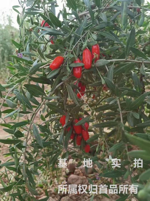 宁夏枸杞不敢买??  硫磺重灾区!!!  不要怕，首品手把手教你如何分辨好枸杞。枸杞这回事儿 只有首品才能打败首品  2024年头茬新货 看大小  闻味道  辨颜色  看上浮率  各方面达标才是真的好 商品图0