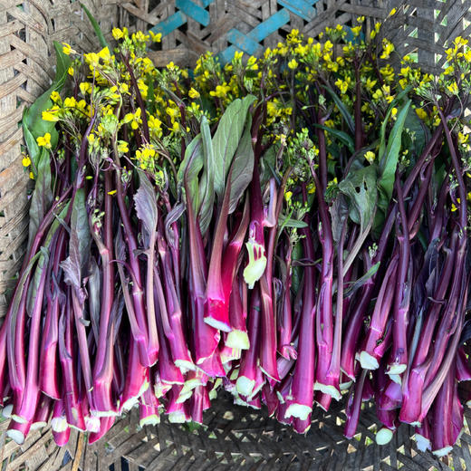 【下单即送白花菜2斤】湖南邵阳 生态自种 红菜苔 紫菜苔 3斤/5斤 商品图3