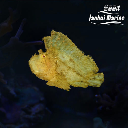 黄济公 商品图0