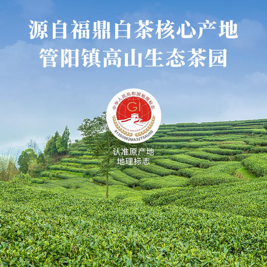 八马茶业 | 茗山系福鼎白茶·白牡丹105g 商品图3