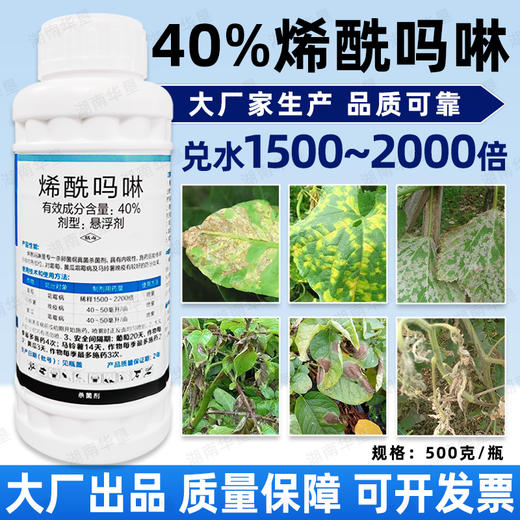 40%烯酰吗啉葡萄果树马铃薯黄瓜果蔬晚疫病霜霉病专用杀菌剂农用 商品图3