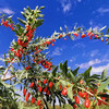 【二象限】有机红枸杞 粒大饱满 有机种植 来自柴达木盆地 自然传统晾晒 商品缩略图1