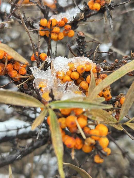 ⁵活动中：盒装【口感好的沙棘浓浆】没有被提取沙棘油的青藏高原野生小果 微发酵工艺改善口感  酸甜好喝 保留沙棘油  YY05-QTT-SJJS 商品图8