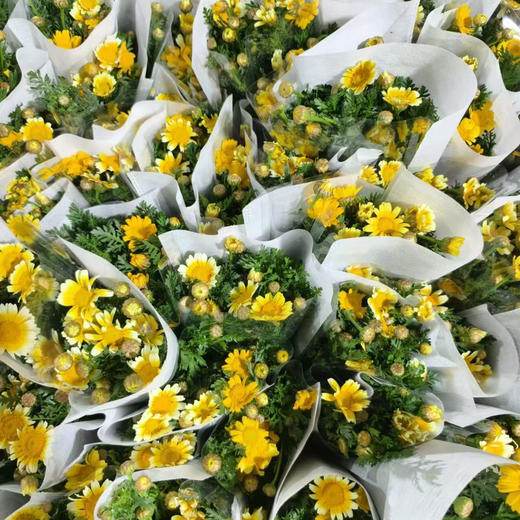 黄金菊 商品图1