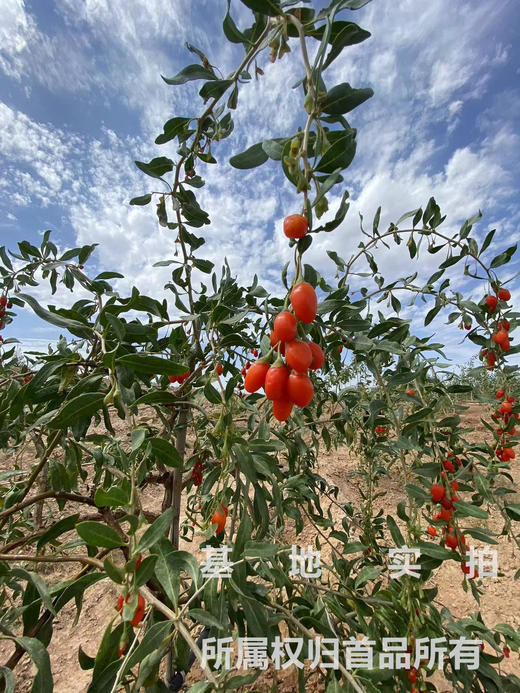 宁夏枸杞不敢买??  硫磺重灾区!!!  不要怕，首品手把手教你如何分辨好枸杞。枸杞这回事儿 只有首品才能打败首品  2024年头茬新货 看大小  闻味道  辨颜色  看上浮率  各方面达标才是真的好 商品图2