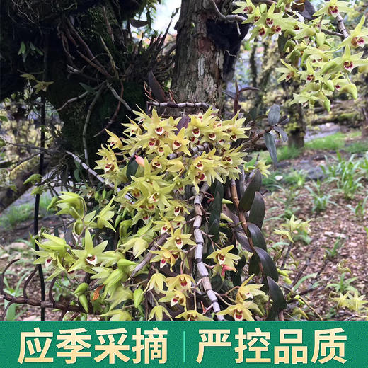 雁礼堂铁皮石斛花茶10g  产自雁荡山铁皮石斛干花 花茶 商品图4