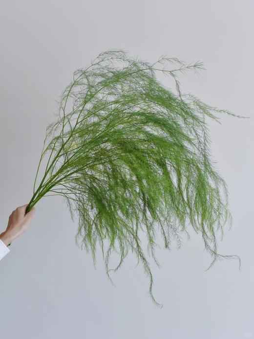 同城甄选国产花材芦荀草鲜切花一扎 商品图2