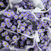 紫苑.紫色 商品缩略图1