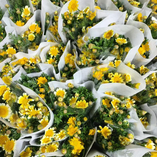 黄金菊 商品图0