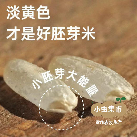 【2025年秋收新米】生态胚芽米 500g/袋*2 | 合作农友生产，产自黑龙江牡丹江，生产者是：韩丽、李明攀 *【公平贸易农人定价】 商品图12