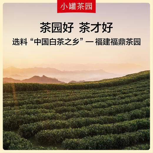 小罐茶园 寿眉茶 白茶  彩标单罐装 5A中国茶   120g(24饼)   【现货】 商品图1