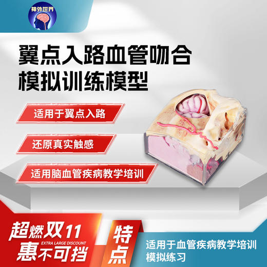【神外特惠】神外世界出品 3D打印颅骨三件套 颅内神经血管模型  前纵裂入路、颞下入路、CPA入路、翼点入路血管吻合模拟训练模型 商品图5