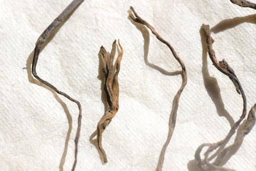 彩农茶｜2024年弯弓熟茶 商品图4