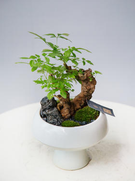 黄荆