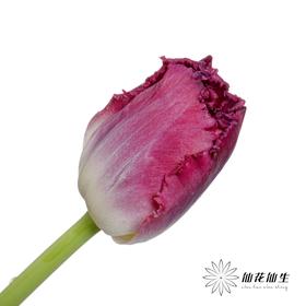 国产郁金香 | 紫水晶