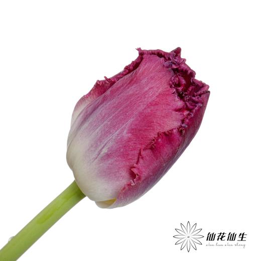 国产郁金香 | 紫水晶 商品图0