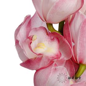 兰花 | 大花蕙兰粉色【瑕疵折痕 不售后，介意者慎拍】