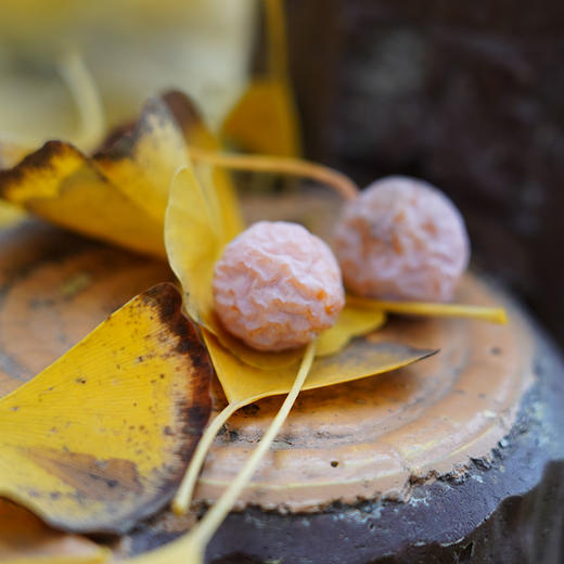 【鲜果现货】万物本草 千年古树银杏果 甘肃徽县白果 炖汤熬粥可做坚果 商品图1