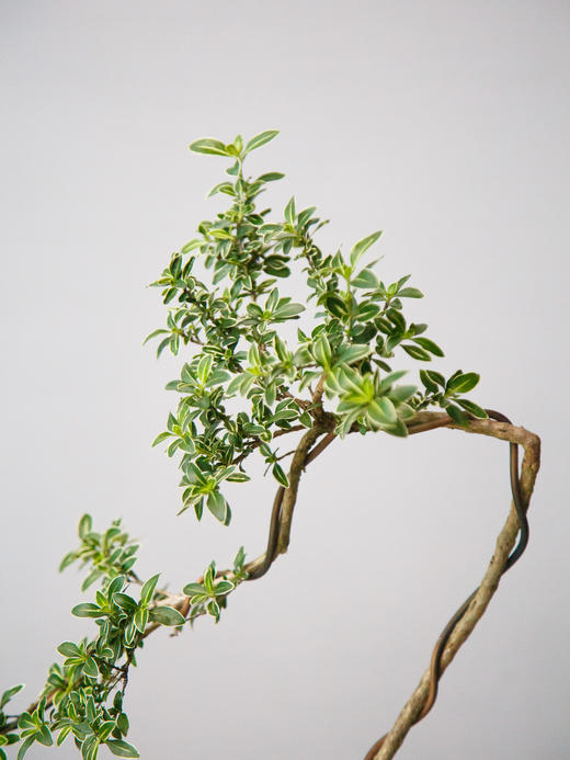 六月雪 商品图2