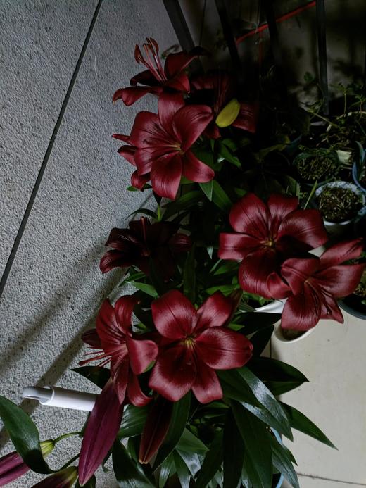 黑贝壳亚百合【不被定义，你可以是任何样子】简小姐精选亚百合 黑贝壳5枝 2束包邮 下单3天发货 商品图3