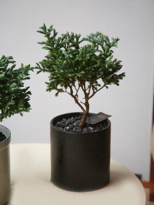 蓝色波尔瓦（黑盆） 商品图0