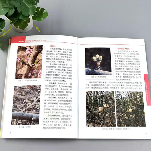 【官方正版】  图解桃树整形修剪从入门到精通 322165 整形修剪轻松学系列 郝峰鸽,牛生洋【官方正版，可开发票，下单时留开票信息和电子邮箱】 商品图3