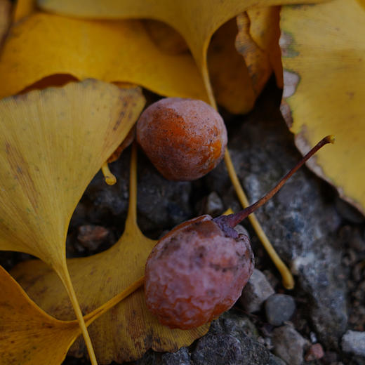 【鲜果现货】万物本草 千年古树银杏果 甘肃徽县白果 炖汤熬粥可做坚果 商品图2