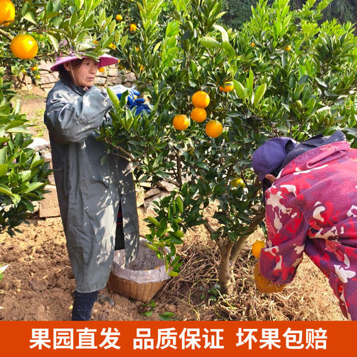 正宗秭归九月红 口口甜蜜 汁水充沛 不催熟不打蜡不泡药 果园精选直发 商品图1