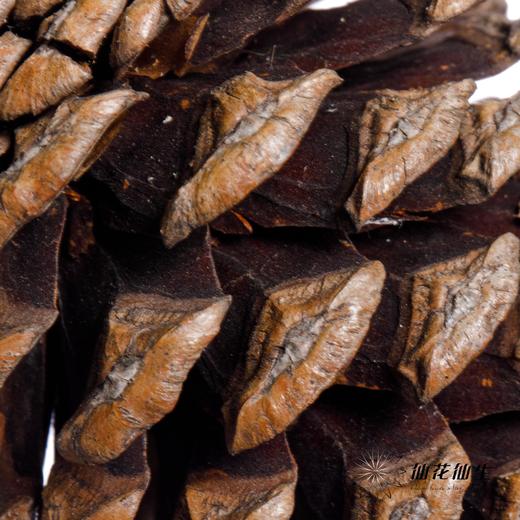 配果 | 小松果（10个） 商品图3